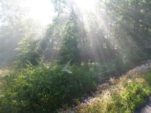 chemin de saint jacques july 2013 070