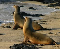 sea lions